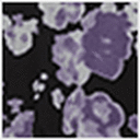 Purple Floral
