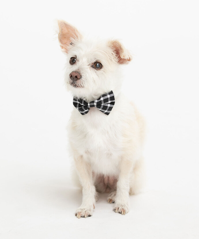 Gingham Bow Tie Pet Collar Image 1