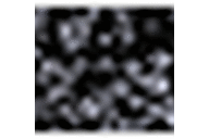 Black/White Ditsy
