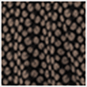 Dandelion Print