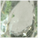 Rhodium/Pearl