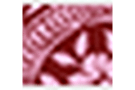 Pink/Burgundy Floral