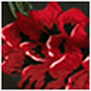 Red Roses Print