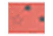 Coral Pattern