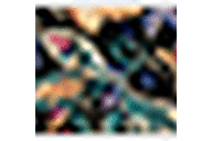 Black Ground Paisley