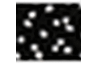 Black/White Daisy