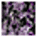 Purple Floral