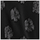 Black Flower Jacquard