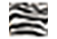 Zebra Print