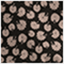 Dandelion Print