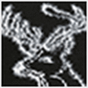 Black/White Reindeer