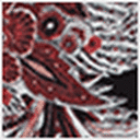 Mineral Red Paisley