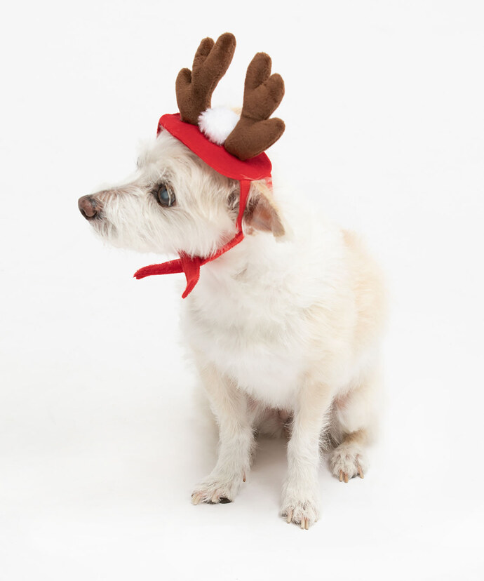 Reindeer Pet Hat Image 1