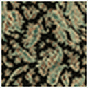 Aven Paisley Print