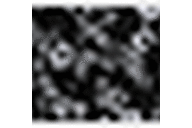 Black/White Ditsy