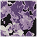 Purple Floral