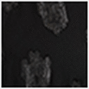 Black Flower Jacquard