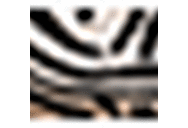 Zebra Print